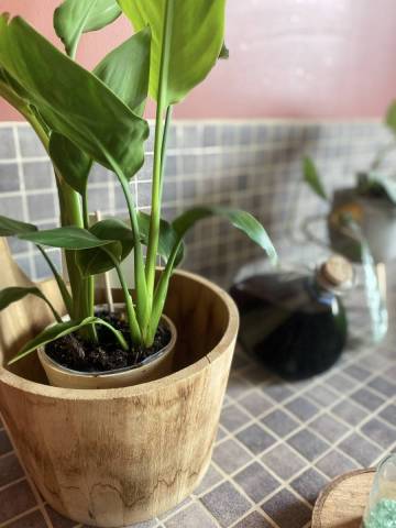 plante